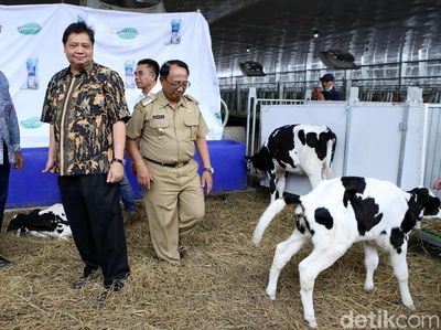 Menperin Resmikan Peternakan Sapi Perah Terbesar di Indonesia