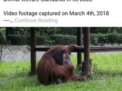 Orang Utan Merokok, Profauna Jabar: Momentum Konservasi Satwa