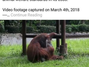 Orang Utan Merokok, Profauna Jabar: Momentum Konservasi Satwa Orang Utan Merokok, Profauna Jabar: Momentum Konservasi Satwa
