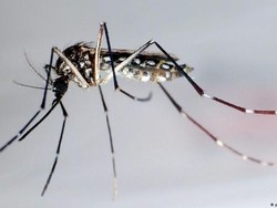 Singapura Gelar Perang Unik Cegah Wabah Demam Berdarah Dengue