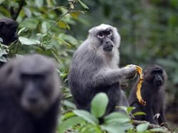 Legenda Kera dari Maros dan Kisah Kecantikan Sumber Malapetaka