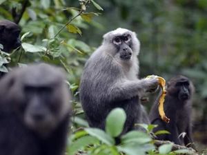 Legenda Kera dari Maros dan Kisah Kecantikan Sumber Malapetaka Legenda Kera dari Maros dan Kisah Kecantikan Sumber Malapetaka