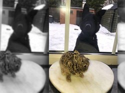 Badai Salju di Bandara Irlandia, Petugas Selamatkan Bayi Kelinci