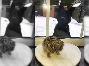 Badai Salju di Bandara Irlandia, Petugas Selamatkan Bayi Kelinci Badai Salju di Bandara Irlandia, Petugas Selamatkan Bayi Kelinci
