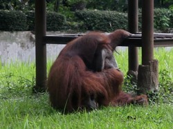 Miris, Pengunjung Lempar Rokok ke Orang Utan di Bunbin Bandung