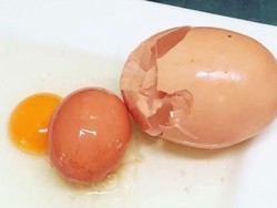 Ditemukan Telur Ayam Raksasa Berisi Telur di Australia