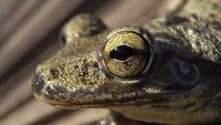 Terhipnotis Potret Keren Mata Hewan dari Jarak Dekat