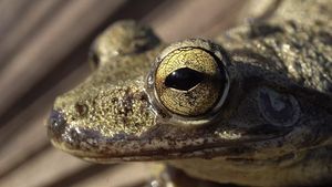 Terhipnotis Potret Keren Mata Hewan dari Jarak Dekat