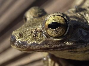 Terhipnotis Potret Keren Mata Hewan dari Jarak Dekat