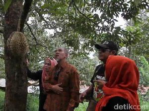 Yang Satu Ini Ada Juga di Brebes, Makan Durian Langsung di Kebunnya
