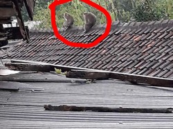 Masuk Perkampungan, Monyet Resahkan Warga Cibadak Sukabumi