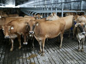 Sebelum Ada Tol Laut, Bagaimana Cara Angkut Sapi ke Jakarta? Sebelum Ada Tol Laut, Bagaimana Cara Angkut Sapi ke Jakarta?
