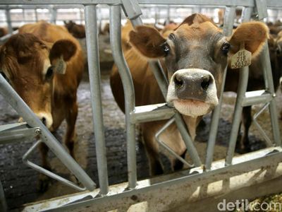 Melihat Peternakan Sapi Perah Terbesar di Indonesia