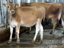 Kapal Tol Laut Angkut 2.000 Ekor Sapi ke Jakarta Sejak Juni