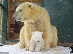 Gemas! Bayi Beruang Lahir di Inggris Setelah 25 Tahun