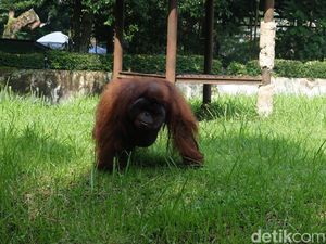 Bunbin Bandung Minta Pemberi Rokok ke Orang Utan Minta Maaf Bunbin Bandung Minta Pemberi Rokok ke Orang Utan Minta Maaf