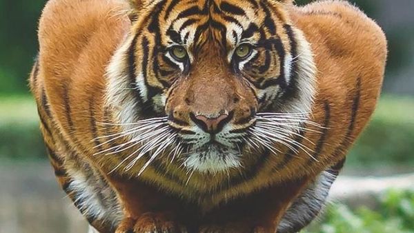 Potret Unik Hewan yang Tampak Berotot Kekar Seperti Binaragawan