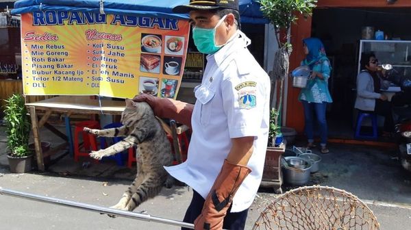 Penangkapan Kucing-kucing Liar yang Bikin Resah di Jakarta Pusat