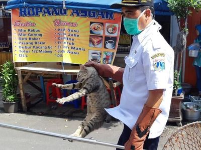 Penangkapan Kucing-kucing Liar yang Bikin Resah di Jakarta Pusat