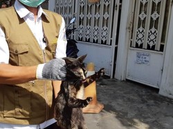 Kucing Liar Ditangkapi, Aktivis Khawatir Kondisi Penampungan