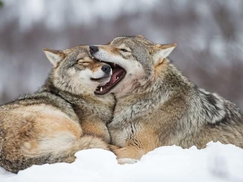 Gawat! Serigala di Taman Nasional AS Terancam Punah