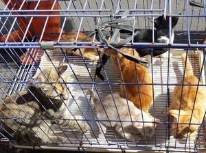 Alasan Kucing Liar di Jakpus Ditangkapi: Berisik saat Kawin Alasan Kucing Liar di Jakpus Ditangkapi: Berisik saat Kawin