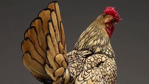 Potret Ayam Tercantik dari Seluruh Penjuru Dunia