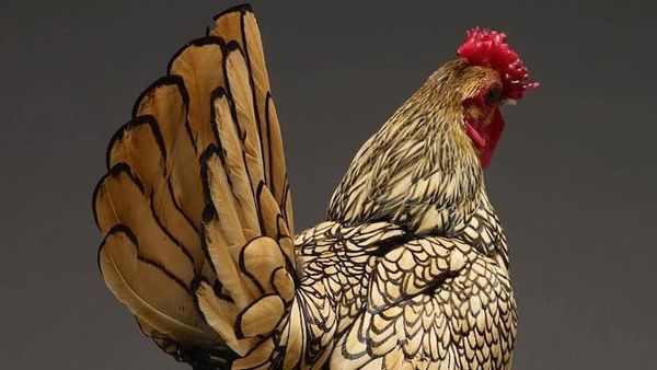 Potret Ayam Tercantik dari Seluruh Penjuru Dunia