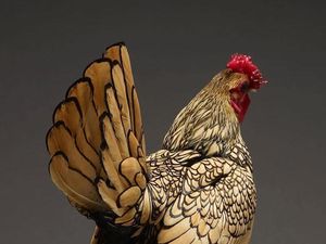 Potret Ayam Tercantik dari Seluruh Penjuru Dunia