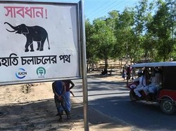 Tragis! 10 Pengungsi Rohingya Tewas Diserang Gajah di Bangladesh