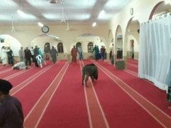 Masuk Masjid dan Lukai Jemaah, Babi Hutan Ditembak