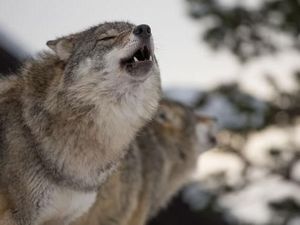 Kebijakan di Belanda yang Minta Warga Tembak Serigala Pakai Bola Cat