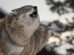 Kisah Serigala Terakhir