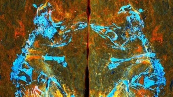 Penampakan Fosil Burung Terkecil yang Hidup 127 Juta Tahun Lalu