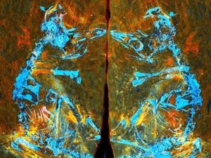 Penampakan Fosil Burung Terkecil yang Hidup 127 Juta Tahun Lalu