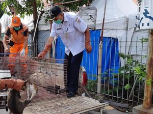 Bikin Warga Resah, Puluhan Kucing Liar Ditangkap di Jakpus Bikin Warga Resah, Puluhan Kucing Liar Ditangkap di Jakpus
