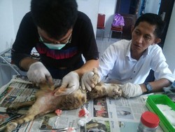 Tak Berdaya di Jalanan Makassar, Kucing Ini Jalani Operasi Caesar