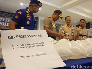 Remaja Cianjur Selundupkan Baby Lobster Senilai Rp 1,7 M