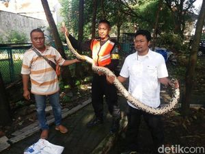 Ular Sanca 3 Meter Sembunyi di Saluran Air Rumah Warga Surabaya Ular Sanca 3 Meter Sembunyi di Saluran Air Rumah Warga Surabaya
