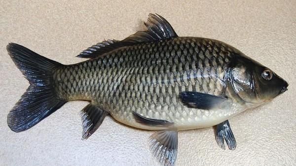 Begini Penampakan Ikan Tombro yang Bikin Jokowi Bingung