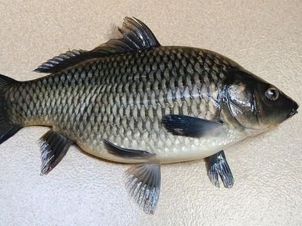 Begini Penampakan Ikan Tombro yang Bikin Jokowi Bingung