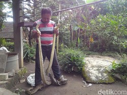 2 Ular Piton Sepanjang 3 Meter Pemangsa Ternak Ditangkap di Boyolali