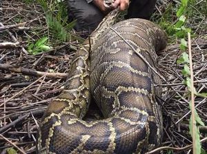 Ular Piton Ini Muntah Gara-gara Makan Rusa Kegedean