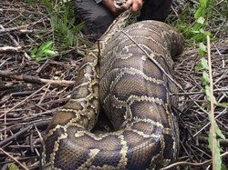 Ular Piton Ini Muntah Gara-gara Makan Rusa Kegedean