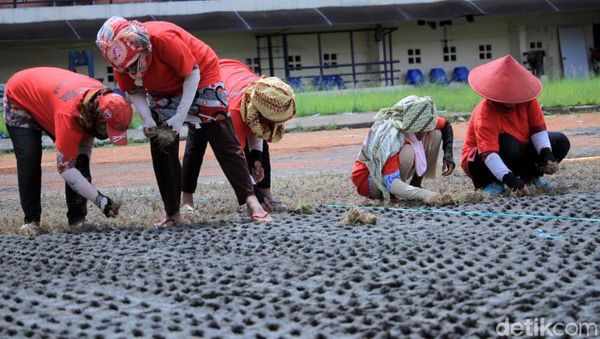 Rumput Mulai Ditanam di Stadion Si Jalak Harupat