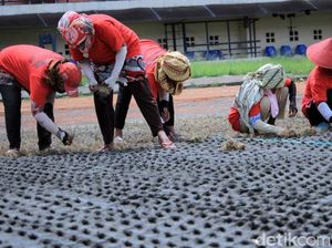 Rumput Mulai Ditanam di Stadion Si Jalak Harupat