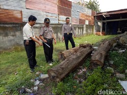 Oknum Karyawan Perhutani Terlibat Pembalakan Liar di Grobogan