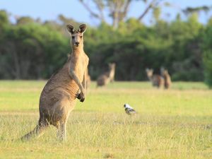 Mabuk Saat Tahun Baru, Tau-taunya Mengadopsi Kanguru