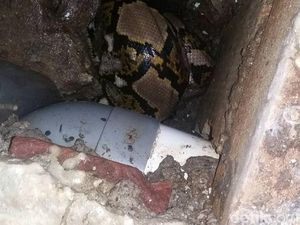 Ini Penampakan Sanca di Saluran Air Rumah Warga Surabaya Ini Penampakan Sanca di Saluran Air Rumah Warga Surabaya