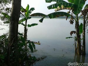 Puluhan Hektar Sawah di Grobogan Terendam Banjir